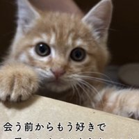 カメラ目線の子猫