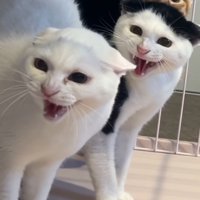 シャーする猫たち