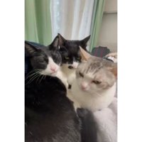 集まっている猫