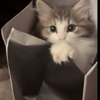 紙袋の中に入っている子猫