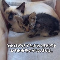 保護された子猫と先輩猫