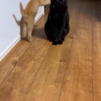 黒猫に向かって飛びつこうとする子猫