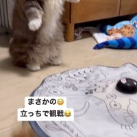 立つ猫