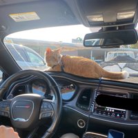 車のダッシュボードに乗る猫