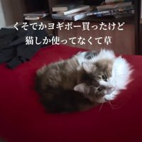ビーズソファーでくつろぐノルウェージャンフォレストキャット
