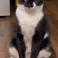 仲居さんみたいな猫