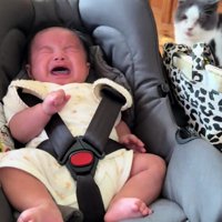 泣いている赤ちゃんと猫
