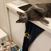 飼い主を見つめながら棚の上に寝転がる猫