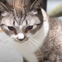 すねる猫
