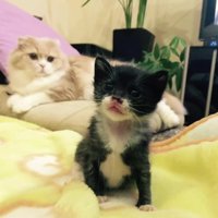 座る子猫