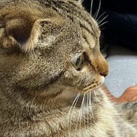 ソファに座る猫