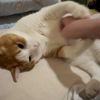 飼い主の手をつかむ猫