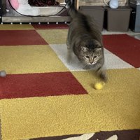 ボールで遊ぶ猫