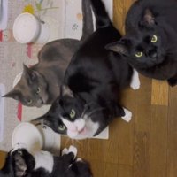 飼い主を見上げて口を開けるハチワレ猫