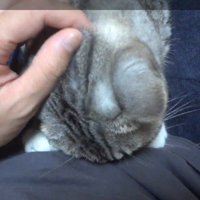 頭をつけて(正面から)