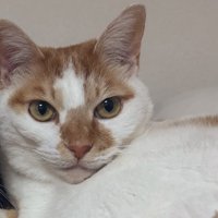 こちらを見つめる猫