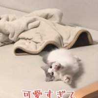 伸びをする猫