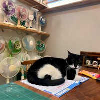 作業場にいる猫