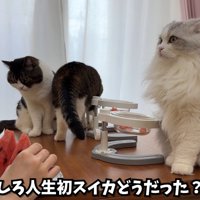 テロップ「しろ人生初の～」