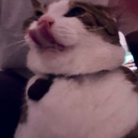 下をペロッと出すキジ白猫