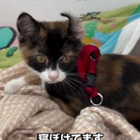 布の上に横たわる子猫