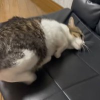 ソファーに横になろうとする猫