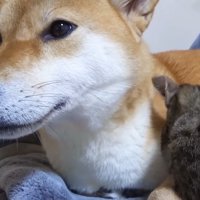 柴犬のお腹に