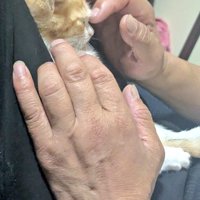 額をなでてもらっている子猫