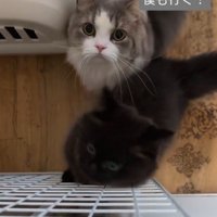 見上げる猫2匹