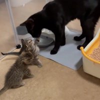 黒猫と2匹の子猫