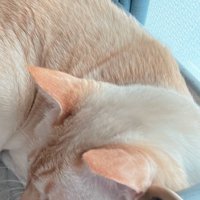 飼い主の隣に座る猫