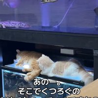 水槽の上の2匹の猫