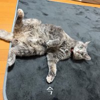 上を向いて寝ている猫