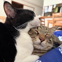 顔を寄せ合う2匹の猫