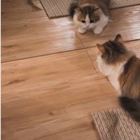 鏡の前に座っている子猫