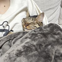 毛布に包まれながら、飼い主に体を預けて眠る猫