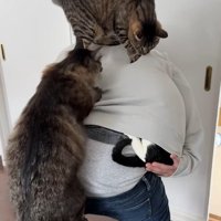 飼い主の背中に乗った3匹の猫