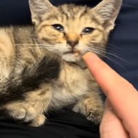 投稿主さんのそばで横になる子猫