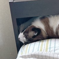目をあけていたぽんちゃん