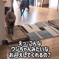 帰ってきた飼い主にお尻を向けている2匹の猫