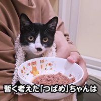 抱っこされごはんを出される子猫