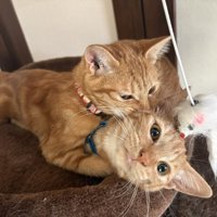 抱きあう2匹