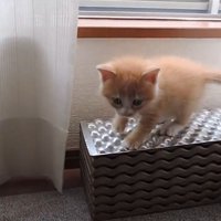 段の上に乗っている子猫