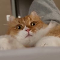 ガン見する猫
