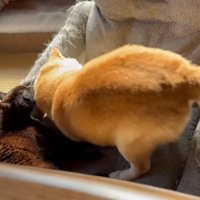 柴犬の毛づくろいをする猫