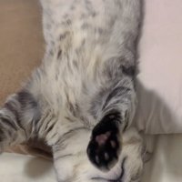 へそ天で寝ている子猫