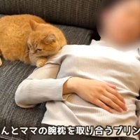 赤ちゃんを抱いて昼寝をする人と猫