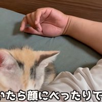 人の顔の横で寝る子猫（気づいたら顔にべったりでした）