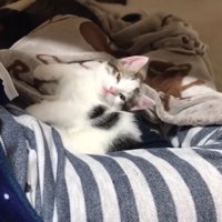 男の子の足の間でウトウトする子猫