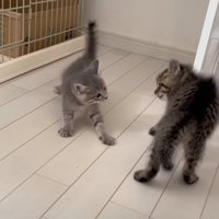 威嚇する子猫